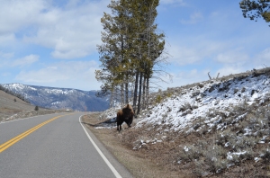 More buffalo in Yellowstone